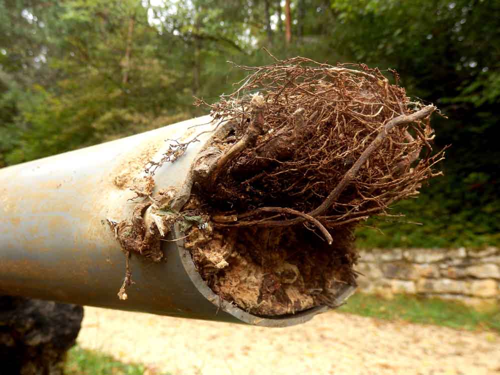 Tree roots in pipe lines